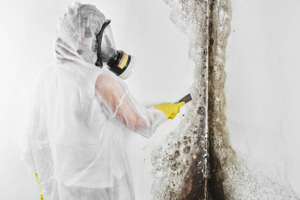 Home Mold Removal in Hardin, MT