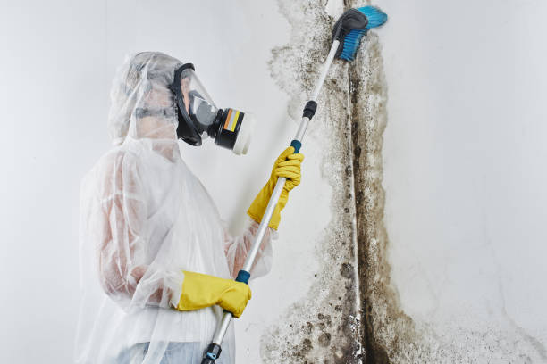 Best Mold Damage Repair  in Hardin, MT