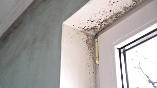 Professional Mold Removal in Hardin, MT