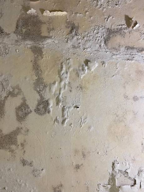 Best Professional Mold Removal  in Hardin, MT