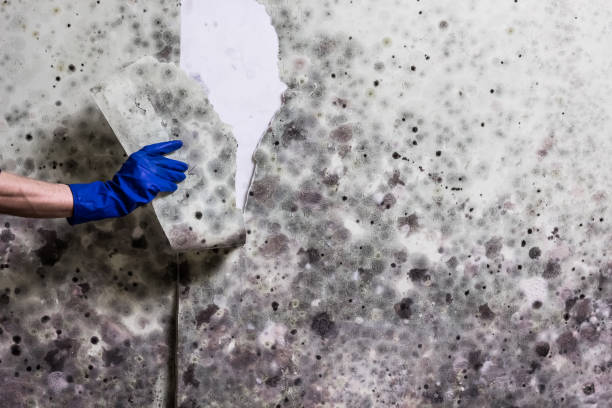 Best Black Mold Removal  in Hardin, MT