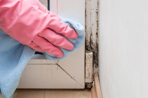 Best Home Mold Removal  in Hardin, MT